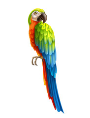 Realistic exotic parrot with colorful feather. Colorful macaw, cockatoo. Vector wild tropical birds with bright feather. Summer holiday design animals.