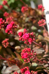 A Kalanchoe blooming 