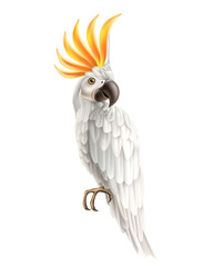 Realistic exotic cockatoo parrot with white feather and orange iroquois. Beautiful macaw. Vector wild tropical birds with bright feather. Summer holiday design animals.