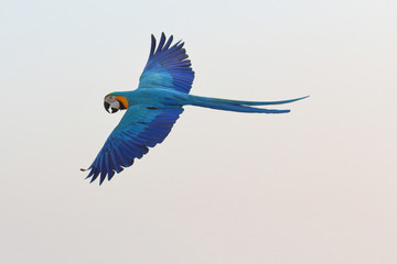 Colorful macaw parrots flying in the sky 