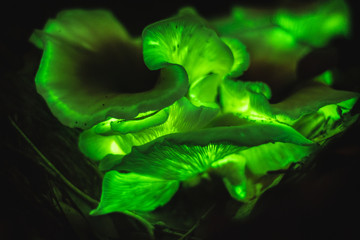 Bioluminescence Ghost mushroom (Omphalotus nidiformis ) Thirlmere Lakes N.P, SW Sydney ,Australia. - obrazy, fototapety, plakaty