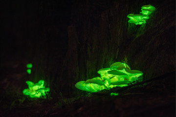 Bioluminescence Ghost mushroom (Omphalotus nidiformis ) Thirlmere Lakes N.P, SW Sydney ,Australia.
