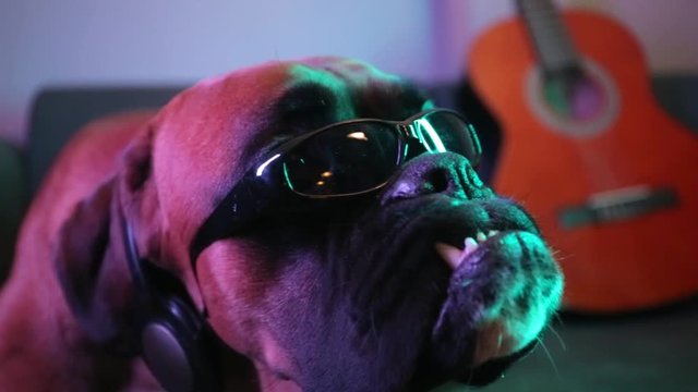 Close up on boxer dog head with guitar and eyeglasses.