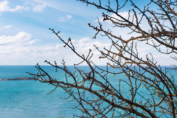 Branches of trees against  blue sky and azure sea in spring.