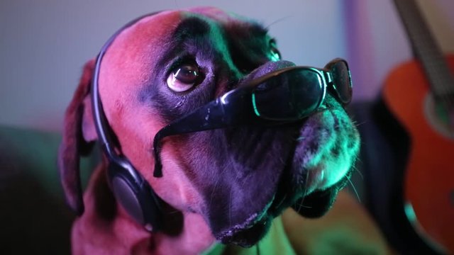 Close up on boxer dog head with guitar and eyeglasses.