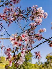 Super cherry blossom at Peter F. Schabarum Regional Park, Hacienda Heights