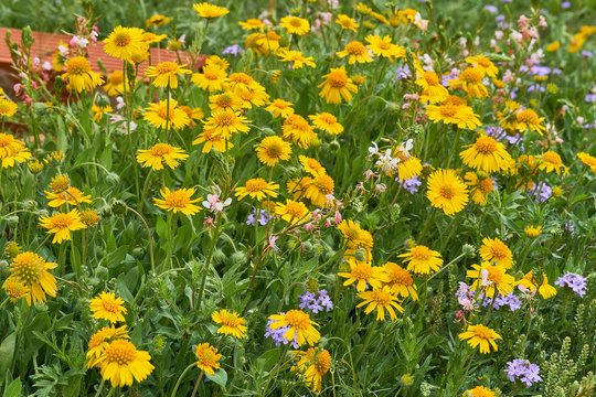 Beautiful patch of wild spring Yellow Sneezweed (Helenium amarum) intermixed with Butterfly Gaura and Purple Prairie Verbena