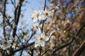 Frühlingsblüten