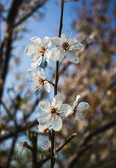 Frühlingsblüten