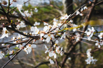 Frühlingsblüten