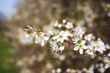 Obraz premium Frühlingsblüten
