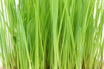 Obraz na płótnie Canvas Green grass close-up. Macro.