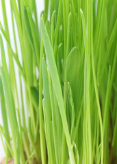 Fototapeta na wymiar Green grass close-up. Macro.