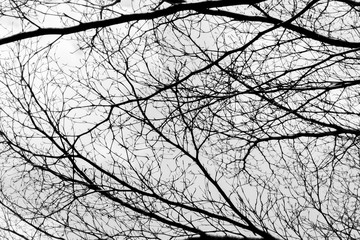 Bare tree branches on a pale white background - Image