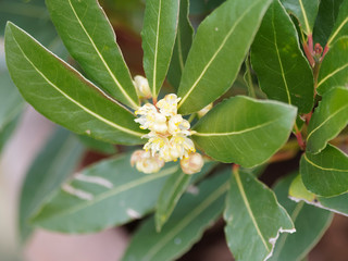 Laurus nobilis - Fleurs du Laurier commun