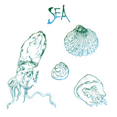 Hand drawn ink pen collection of sea shells, jellyfish, sepia octopus and lettering. Vector illustration for cards and travel broshures