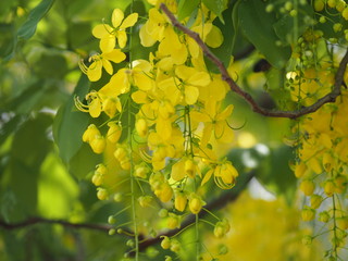 Golden Shower Tree yellow flower  nature background