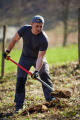 Farmer planting walnut tree