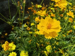 Yellow star flower Bloom in the park in Thailand12