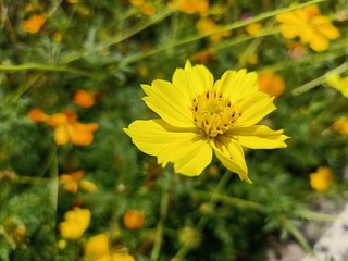 Yellow star flower Bloom in the park in Thailand6