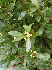 Laurus nobilis - Laurier - Laurier vrai - laurier-sauce - laurier noble ou herbe-aux-couronnes aux feuilles et branches aromatiques et symbolique