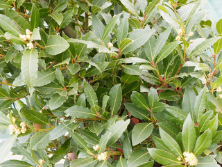 Obraz premium Laurus nobilis - Laurier - Laurier vrai - laurier-sauce - laurier noble ou herbe-aux-couronnes aux feuilles et branches aromatiques et symbolique