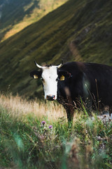 Fototapeta na wymiar Cow grazing in green mountains pasture, Georgia, Asia