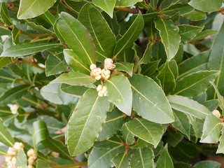 Laurus nobilis - Fleurs du Laurier - Laurier vrai - laurier-sauce - laurier noble ou...