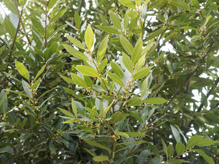 Laurus nobilis - Inflorescences du Laurier - Laurier vrai - laurier-sauce - laurier noble ou...