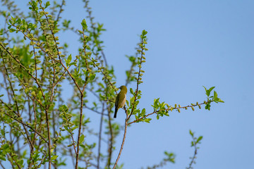 春の麻機遊水地の柳の枝にとまるウグイス色のメジロ　