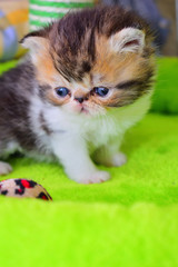 cute persian baby kitten