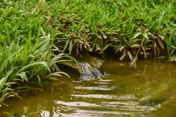Stream of a small rocky river