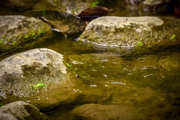 Fototapeta na wymiar Stream of a small rocky river
