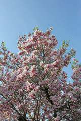 Magnolien