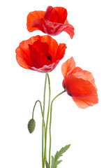 Fototapeta na wymiar bouquet of red poppies isolated on white background.