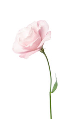 Obraz premium Piękny kwiat eustoma na białym tle