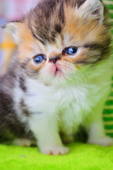 cute persian baby kitten