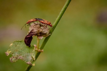 Two orange insects are breeding with flowers.