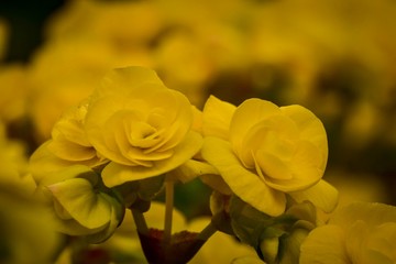 Flowers in beautiful nature