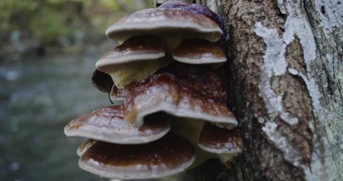 The Ganoderma Mushroom on а tree