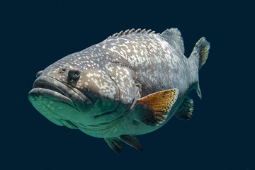 Giant grouper