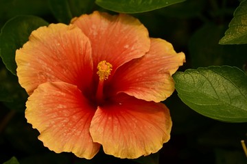  Hibiscus flowers on a green background in a tropical garden