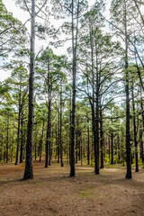 Pine trees in the forest of Tenerife