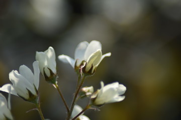 Blüten einer Felsenbirne (Amelanchier)