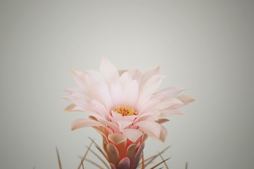 Fototapeta premium bouquet of flowers on white background
