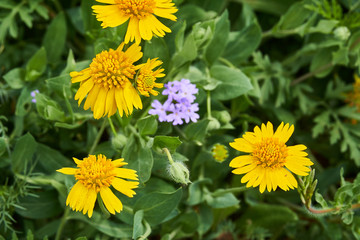 Beautiful patch of wild spring Yellow Sneezweed (Helenium amarum) intermixed with Butterfly Gaura (Oenothera lindheimeri) and Purple Prairie Verbena