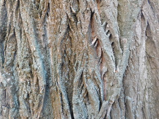 Wooden bark texture background 