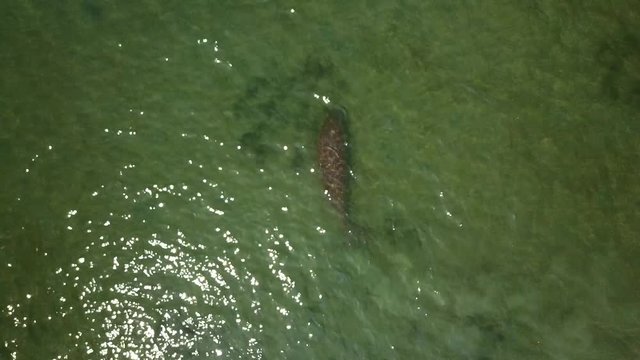 Dugong dugon (seacow or sea cow) swimming in the tropical sea water. Aerial view. drone view.