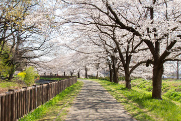 Naklejka premium 見沼田んぼ桜回廊の満開のソメイヨシノ