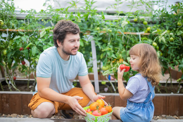 Little girl and her father at the garden, with tomato harvest, eating ripe vegetables